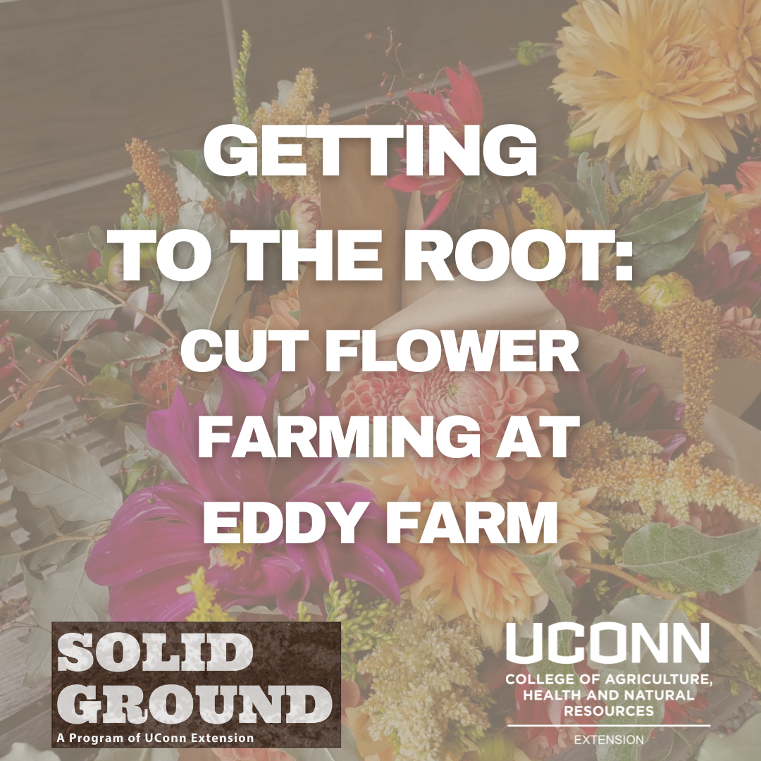 Getting to the root: Cut flower farming with Eddy Farm