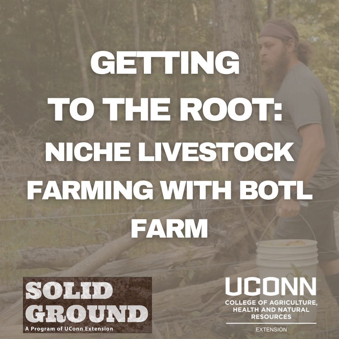 getting to the root: niche livestock farming with BOTL farm