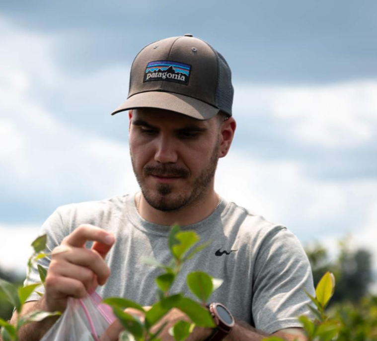 Man in baseball cap picking blueberries in a field